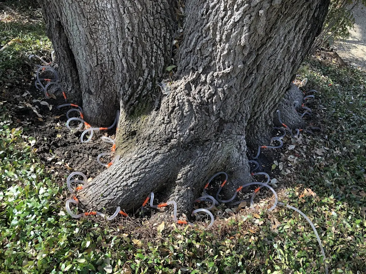 Detailed Tree Cabling and Bracing job site in Piercy